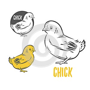 Chick. Vector illustration. Badges and design elements for the chicken manufacturing.