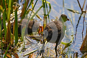 A chick on the waterside in the middle of the sunny day