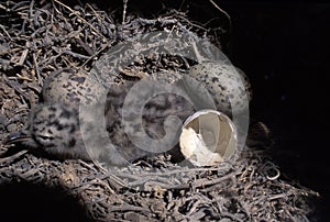 Chick of western gull Larus occidentalis in the nest