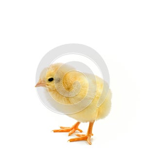 Chick on white