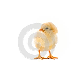 Chick on white