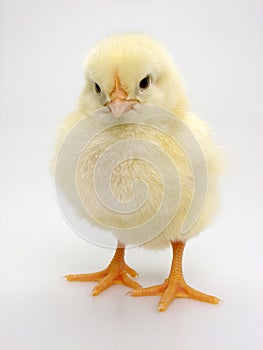Chick on a white background