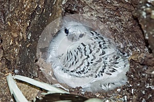 Chick of white-tailed tropical bird Phaethon lepturus in nest, Seychelles