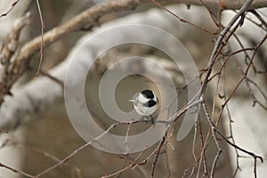 Chickade tree  branch perched winter wildlife nature
