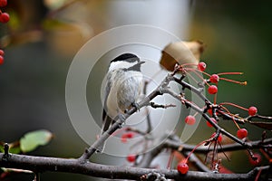 Chickadee