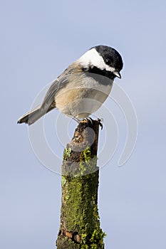 Chickadee