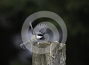 Chickadee Gets Ready For Take Off photo