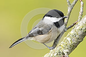 Chickadee