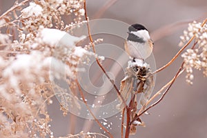 Chickadee in snow covered flowers