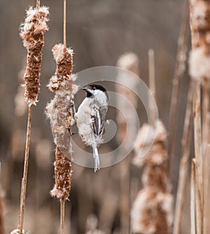 Hungry Chickadee In Action on Cattail