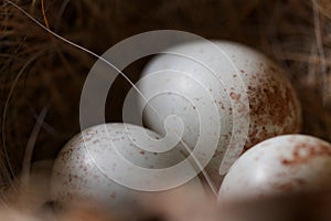 Chickadee Bird Eggs in a Nest
