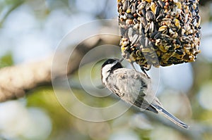 Chickadee on bird feeder