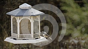 Chickadee on a bird feeder