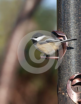 Chickadee at bird feeder