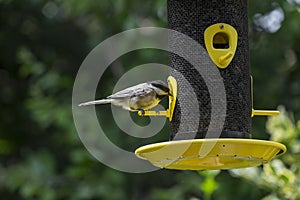 Chickadee at a Bird Feeder