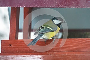 A chickadee in a bird feeder.