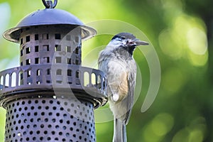 Chickadee at the Bird Feeder