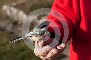 Chickadee bird on man hand
