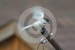 Chickadee, Black Capped Poecile atricapillus