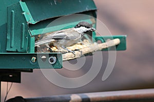 Chickadee, Black Capped Poecile atricapillus