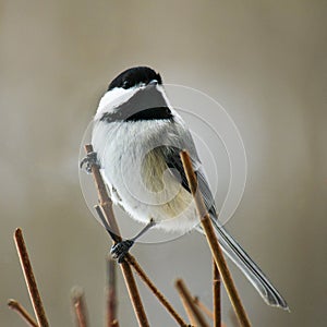Chickadee black capped, Poecile atricapillus, perched on twigs