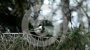 Chickadee black capped, Poecile atricapillus, single bird on evergreen spruce branch.