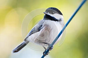 Chickadee