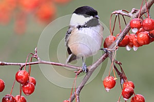 Chickadee on a Branch