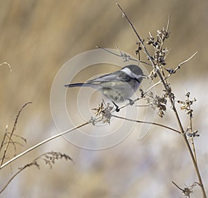 Chickadee on Branch