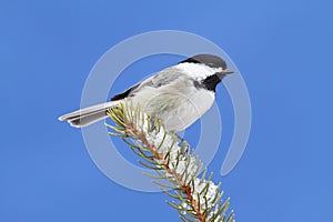 Chickadee on a Branch