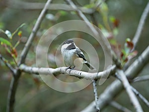 Chickadee on a branch during the evening