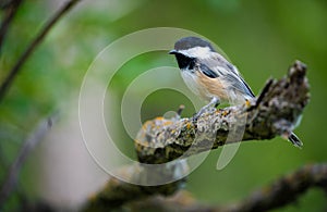 Chickadee on branch with green foliage.