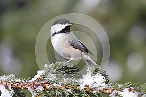 Chickadee on a branch with snow