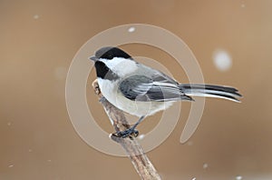 Chickadee on a branch with snow