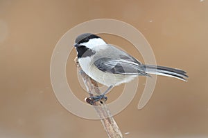 Chickadee on a branch with snow