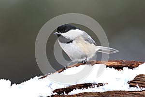 Chickadee on a branch with snow