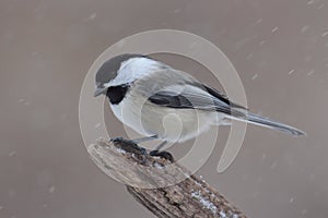 Chickadee on a branch with snow