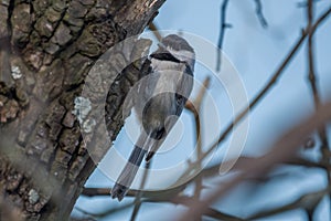 Chickadee climbing a tree