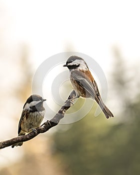 Chickadee Conversations