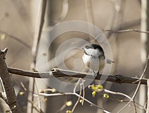 Chickadee disambiguation photo