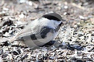 Chickadee