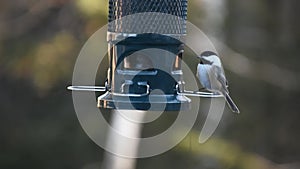 Chickadee at the feeder