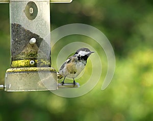 Chickadee on a Feeder
