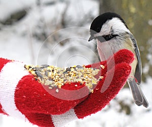 Chickadee Feeding