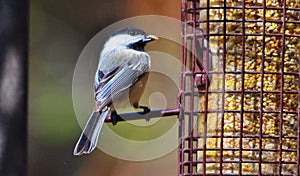 black capped chickadee