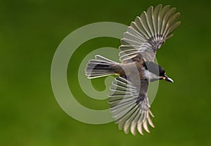 Chickadee flying solo
