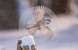 Chickadee in glide mode