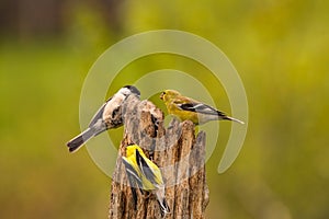 Chickadee and Gold Finches on a post in Spring