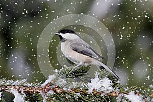 Chickadee In A Light Snowfall