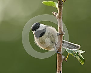 Chickadee Morning